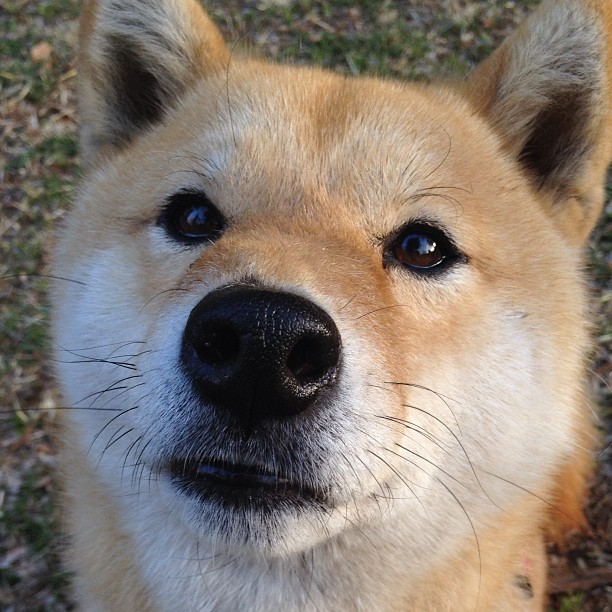 _猛龙队打出精彩团队篮球_，猛龙队的阵容