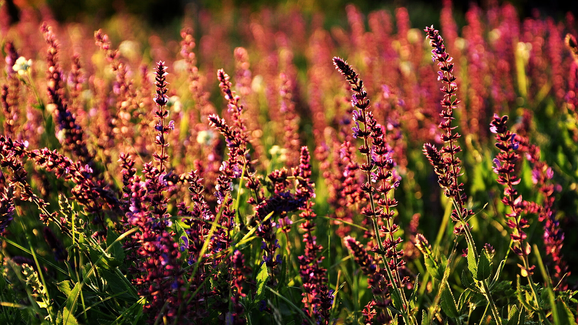 体育产业银行支持青少年篮球项目融资，促进行业资本流动，青少年体育公司